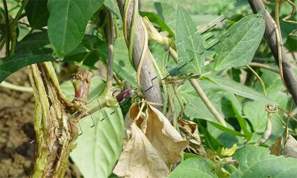 豇豆疫病怎樣防治