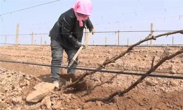 葡萄冬季防寒技術要點