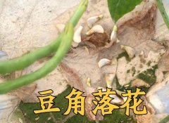 大棚蕓豆落花落莢的原因是什么?怎樣預防?