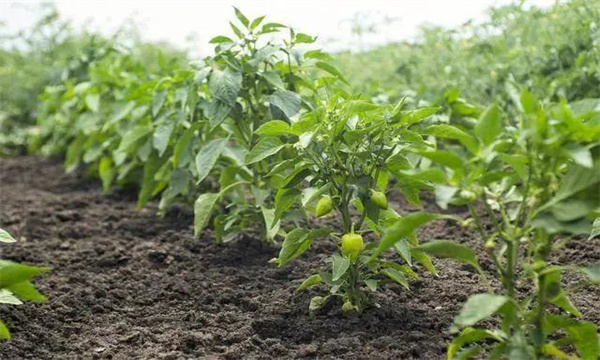 降低棚內(nèi)濕度并通過晃動植株來利于授粉