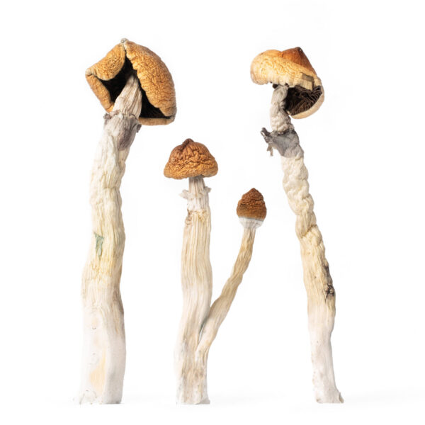 Texas Yellow Cap Magic Mushrooms | Buy the best Texas Yellow Cap Shrooms in USA